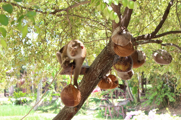 phuket eco safari tour