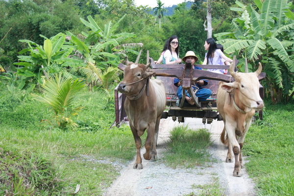 phuket eco safari tour