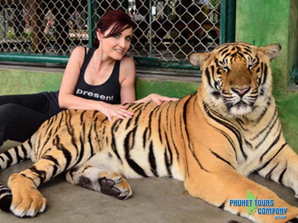Phuket Safari Tiger Tour